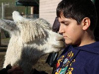 01-02 Alpacas